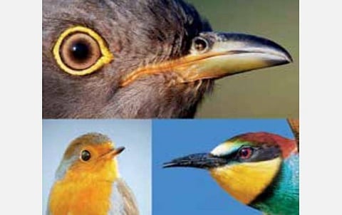 புதிய கண்டுபிடிப்புகள்: பறவைகளின் கண்கள் சொல்லும் ரகசியம்!
