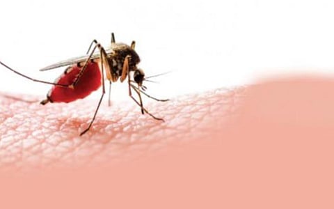 தமிழகத்தில் இதுவரை 3,187 பேருக்கு டெங்கு பாதிப்பு: மருத்துவமனை சிகிச்சையில் 351 நோயாளிகள்