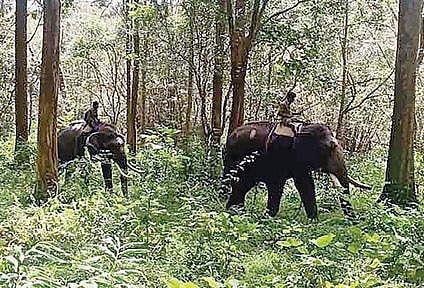 முதுமலை, ஸ்ரீமதுரையில் அட்டகாசம் செய்து வரும் ‘விநாயகன்’ யானையை விரட்ட 6 கும்கி யானைகள் வரவழைப்பு