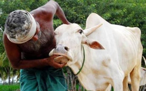 விரைவில் மாநிலம் முழுவதும் கோமாரி தடுப்பூசி முகாம்: கால்நடை துறை தகவல்