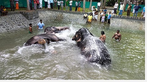 ஸ்ரீரங்கம் கோயில் யானைகளுக்கும் குளியல் தொட்டி