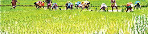 பாடத்திட்டத்தில் வேளாண் சுற்றுலா