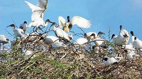 பல்லுயிர் சின்னமாக அங்கீகரிக்கப்படுமா வாகைக்குளம்?
