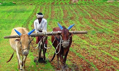 நவ.15க்குள் பயிர்க் காப்பீடு: விவசாயிகளுக்கு தமிழக அரசு அறிவுறுத்தல்