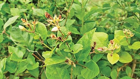 நிலக்கோட்டை அருகே  மல்லிகைச் செடியில் கருகி யுள்ள மொட்டுகள். (உள்படம்) விவசாயி முருகேசன்.