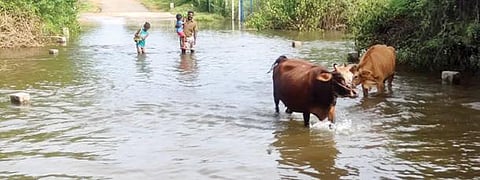 கல்லல் அருகே பெரிச்சிகோவில் அருகே தரைப்பாலத்தை மூழ்கடித்து மணிமுத்தாற்றில் தண்ணீர் செல்கிறது.