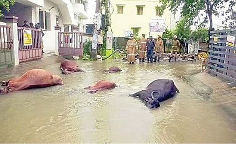 மேடவாக்கத்தில் தேங்கியிருந்த  மழைநீரில் மின்சாரம் பாய்ந்து உயிரிழந்த மாடுகள்.