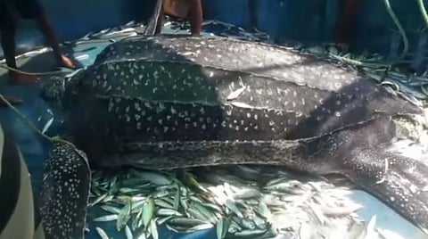 வலையில் சிக்கிய அரியவகை தோணி ஆமையைப் படகிலிருந்து கடலில் விடும் மீனவர்கள்.