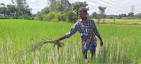 தஞ்சாவூர் அருகே வேங்கராயன் குடிக்காட்டில் பாரம்பரிய நெல் ரகமான கருங்குருவை பயிரிடப்பட்டுள்ள வயலில் மழைநீர்  தேங்கி உள்ளபோதும் எந்தவித பாதிப்பும் இல்லாமல் நெற்பயிர் வளர்ந்துள்ளதை காட்டும் விவசாயி முருகன்.