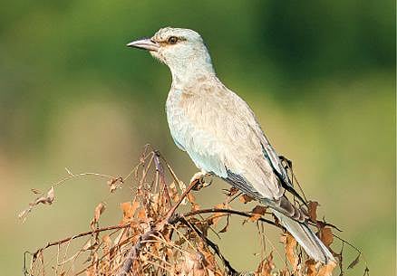 அரிய ஐரோப்பிய விருந்தாளி