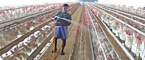 நாமக்கல்லில் உள்ள கோழிப்பண்ணையில் நோய் தடுப்பு நடவடிக்கையாக கிருமிநாசினி மருந்து தெளிக்கும் பணியாளர்.