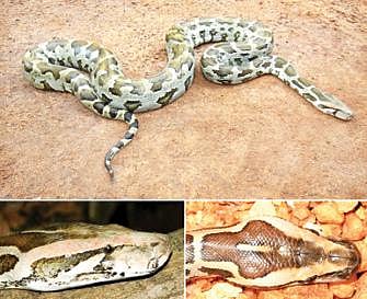 நல்ல பாம்பு 13: மலைப்பாம்புகளின் சொர்க்கம்