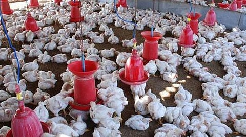 மாசு கட்டுப்பாட்டு வாரிய கண்காணிப்பில் கோழிப் பண்ணைகளை கொண்டுவர வேண்டும்: அதிகாரிகளுக்கு அமைச்சர் மெய்யநாதன் அறிவுறுத்தல்
