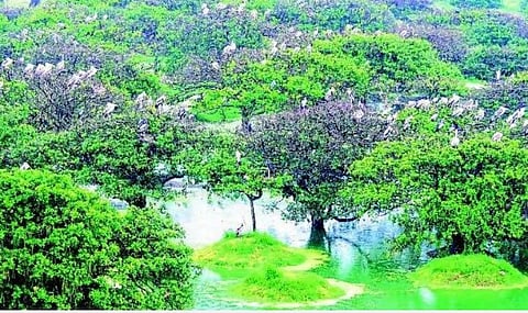 வேடந்தாங்கல் பறவைகள் சரணாலயம் | கோப்புப் படம்.
