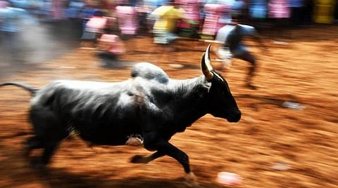 ‘ஒமைக்ரான்’ பரவலை கட்டுப்படுத்த ஜல்லிக்கட்டு உட்பட மக்கள் அதிகம் கூடும் விழாக்களுக்கு தடை: தமிழ்நாடு அரசு மருத்துவர்கள் சங்கம் வேண்டுகோள்