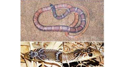 நல்ல பாம்பு 16: ஜோசப் கண்டறிந்த ஓடுகாலி