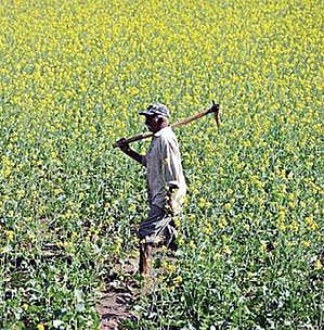விவசாயத் தொழிலாளர்கள் குறைவதால் வேளாண் பணிகள் பாதிப்பு: விவசாய பொறியியல் துறை நடவடிக்கை எடுக்க கோரிக்கை