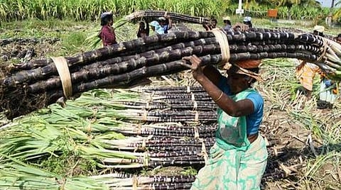 பொங்கல் பரிசு தொகுப்பில் முழு செங்கரும்பு: தஞ்சை மாவட்டத்தில் கரும்பு அறுவடை மும்முரம்
