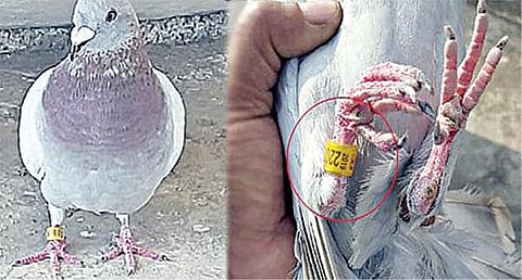 புறாவின் காலில் சீன நாட்டின் ரகசிய குறியீடு: ஆந்திர போலீஸார் தீவிர விசாரணை