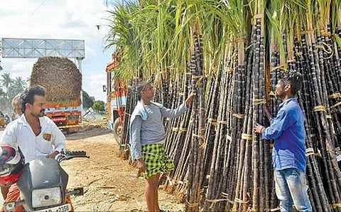 தமிழர் திருநாளான தைத் திருநாளின்  அடையாளங்களாக விளங்கும்  கரும்பு, மஞ்சள் குலை, பனையோலை, மண் பானை, மண் அடுப்பு  ஆகியவற்றின் விற்பனை திருநெல்வேலியில் பல இடங்களிலும் தொடங்கியுள்ளது. இன்றும், நாளையும் இவற்றின் வியாபாரம் நல்லமுறையில் இருக்கும் என, விற்பனையாளர்கள் நம்பிக்கையுடன் தெரிவித்தனர். படம்: மு.லெட்சுமி அருண்