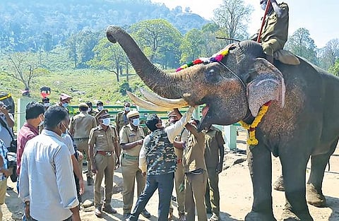 ஆனைமலை, முதுமலையில் யானை பொங்கல் விழா