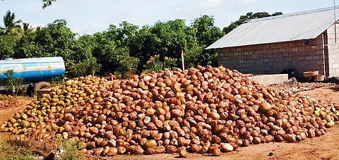 மகசூல் அதிகரிப்பு, விற்பனை சரிவால் போச்சம்பள்ளி பகுதியில் விற்பனையாகாமல் மண்டிகளில் குவித்து வைக்கப்பட்டுள்ள தேங்காய்கள்.