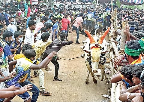 நாட்றாம்பள்ளி அடுத்த, கல்நார்சம்பட்டி கிராமத்தில் நேற்று நடைபெற்ற எருது விடும் விழாவில் இலக்கை நோக்கி ஓடிய காளை.