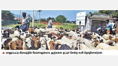 தொடர் மழையால் மேய்ச்சல் நிலங்கள் பரப்பு அதிகரிப்பு: உடுமலையில் வேகமெடுக்கும் ஆடு வளர்ப்பு தொழில்