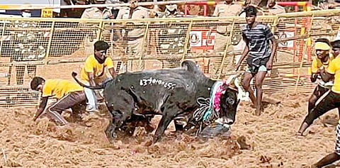 கண்டிப்பட்டி மஞ்சுவிரட்டில் வீரர்களை பந்தாடிய முரட்டுக் காளை.