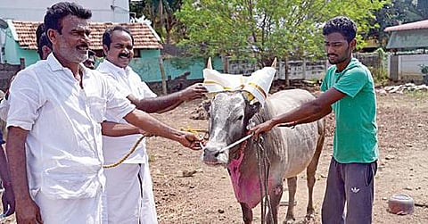 அலங்காநல்லூர் ஜல்லிக்கட்டில் கார் பரிசு பெற்ற ‘புல்லட்’ காளைக்கு வேட்டி அணிவித்து, உரிமையாளர் தமிழ்ச்செல்வனுக்கு வாழ்த்து தெரிவிக்கிறார் அமைச்சர் சிவ.வீ.மெய்யநாதன்.