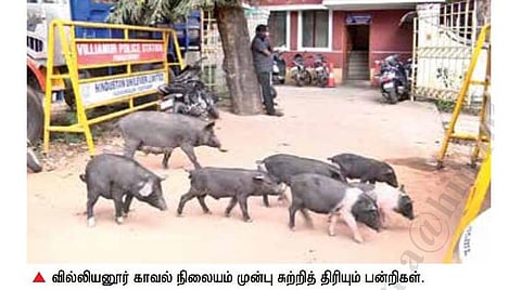 வில்லியனூர் காவல் நிலையம் முன்பு சுற்றித் திரியும் பன்றிகள்.