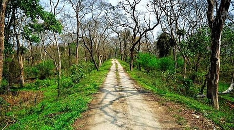 காடு அதிகரிப்பு: உண்மையை மறைக்கும் கணக்கெடுப்பு
