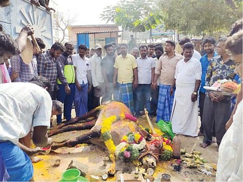 பென்னாகரம் அடுத்த நாயக்கனூர் கிராமத்தில் உயிரிழந்த ஊர் காளைக்கு இறுதிச் சடங்குகள் செய்த கிராம மக்கள்.