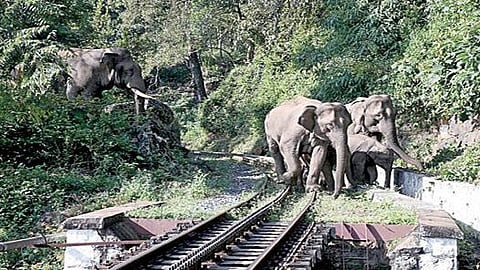 குன்னூர் - மேட்டுப்பாளையம் இடையே தேசிய நெடுஞ்சாலையில் நடைபெற்று வரும் சாலை விரிவாக்கப் பணிகளால், சாலையில் யானைகள் கடந்து செல்லும் பகுதிகள் பலவற்றில் தடை ஏற்பட்டுள்ளது. குன்னூர் அருகே மலை ரயில் பாதை வழியே செல்லும் யானைகள். படம்: எம்.சத்தியமூர்த்தி