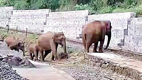 கல்லாறு வனப்பகுதியில் உள்ள ஹில்குரோவ் ரயில் நிலையத்தில் கட்டப்பட்ட தடுப்புச் சுவரை கடக்க முடியாமல் திணறும் யானைகள்.