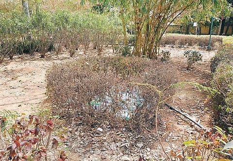 கிருஷ்ணகிரி டான்சி வளாகத்தில் உள்ள அம்மா பசுமை பூங்காவில் நீரின்றி காய்ந்து வரும் செடிகள்.