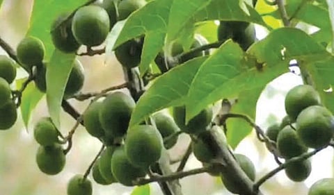 சிம்ஸ் பூங்காவில் காய்த்து குலுங்கும் ருத்ராட்சை: ஆர்வமுடன் புகைப்படம் எடுத்துச்செல்லும் சுற்றுலா பயணிகள்