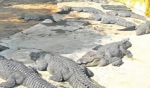 வடநெம்மேலி பண்ணையிலிருந்து 1000 முதலைகள்: குஜராத் உயிரியல் பூங்காவுக்கு இடமாற்றம்