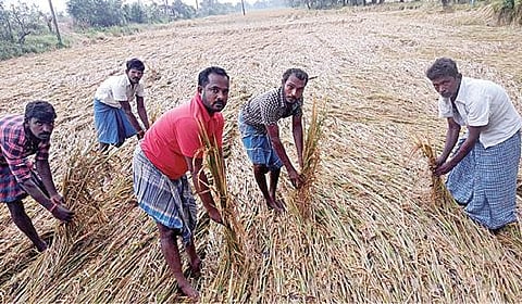 தஞ்சாவூர் மாவட்டம் அம்மாபேட்டையில் மழை காரணமாக வயலிலேயே சாய்ந்துள்ள சம்பா நெற்பயிர்களைக் காட்டும் விவசாயிகள்.