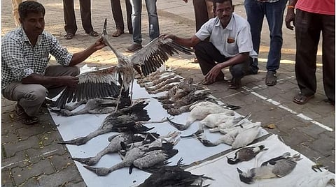 புதுவை மாநிலம் வில்லியனூர் பகுதியில் உயிரிழந்த நிலையில் விற்பனைக்கு வைக்கப்பட்டுள்ள அரியவகைப் பறவைகள்.