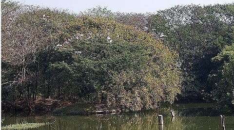 ஓசூர் வனக்கோட்டம்  கொத்தகொண்டப்பள்ளி இருசக்கர வாகன உற்பத்தி நிறுவன வளாகத்தில் உள்ள ஏரியில் பறவைகள்.