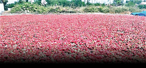 கோவில்பட்டி: அதிக மழை, கடும் வெயிலால் குண்டு மிளகாய் விளைச்சல் குறைவு - விலை இருந்தும் விவசாயிகளுக்கு பாதிப்பு