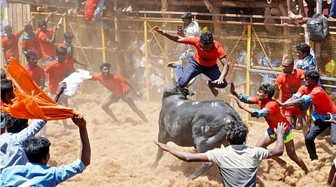 கொசவபட்டியில் நடந்த ஜல்லிக்கட்டில் காளையை அடக்க முயன்ற வீரரை தூக்கிவீசிய காளை. 