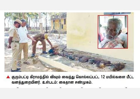 திருப்பத்தூர் மாவட்டம் ஆலங்காயம் அருகே விஷம் வைத்து கொல்லப்படும் மயில்கள்: குரும்பட்டி கிராமத்தில் 12 மயில்களை கொன்றவர் கைது