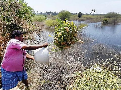 போச்சம்பள்ளி அடுத்த களர்பதி ஏரியில் மீன்களுக்கு உணவாக கொட்டப்படும் முள்ளங்கி.