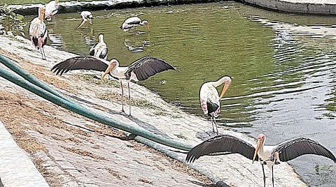 வண்டலூர் பூங்காவில் ரூ.15 கோடியில் கூடுதல் வசதி: வனத் துறை அமைச்சர் ராமச்சந்திரன் தகவல்