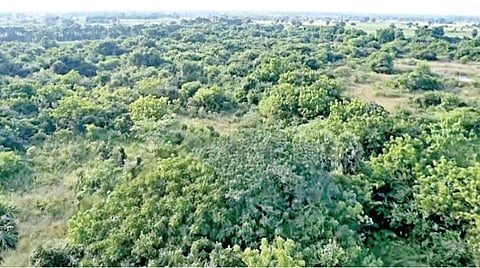 தனி நபராக சத்யநாராயணா உருவாக்கிய வனப்பகுதி