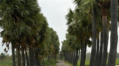 பனை மரங்கள் | கோப்புப் படம்