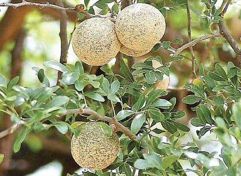 விளாம் பழம்