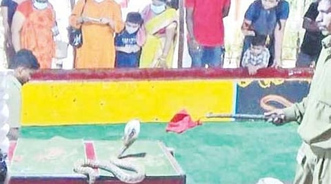 வடநெம்மேலி பாம்பு பண்ணை மீண்டும் திறப்பு